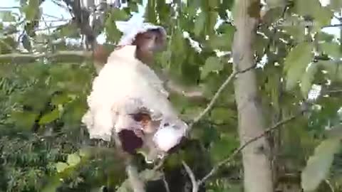 Adorable baby monkey