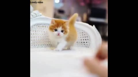 Lovely sound from Small cute yellow cat