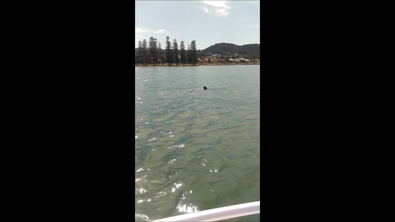 Family circled by Great White Shark while boating