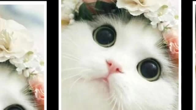 Happy cat video compilation❗ cat story