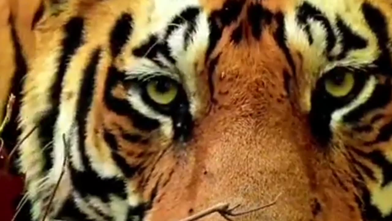 Tiger 🐅