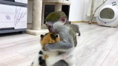 "Will you be my mom?" - baby monkey Susie is worried about kitten, and she licks it like mom
