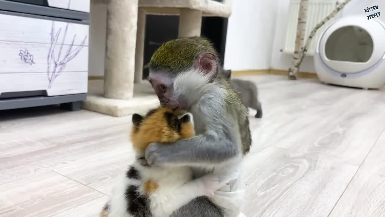 "Will you be my mom?" - baby monkey Susie is worried about kitten, and she licks it like mom