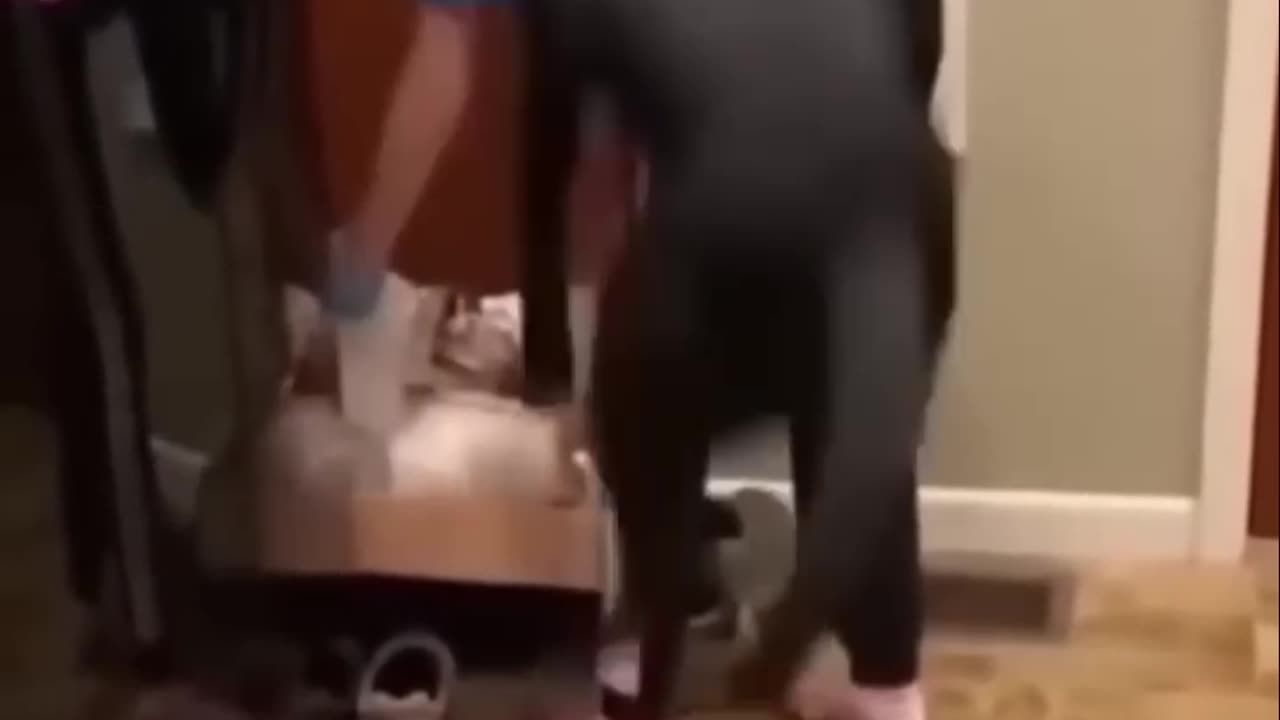 Funny cats 🤣