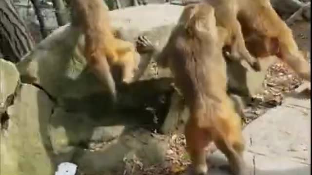 Monkey Live In The Forest