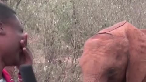 Baby elephant interrupts News broadcast