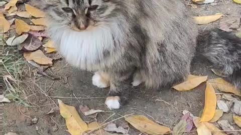 The kitten is angry