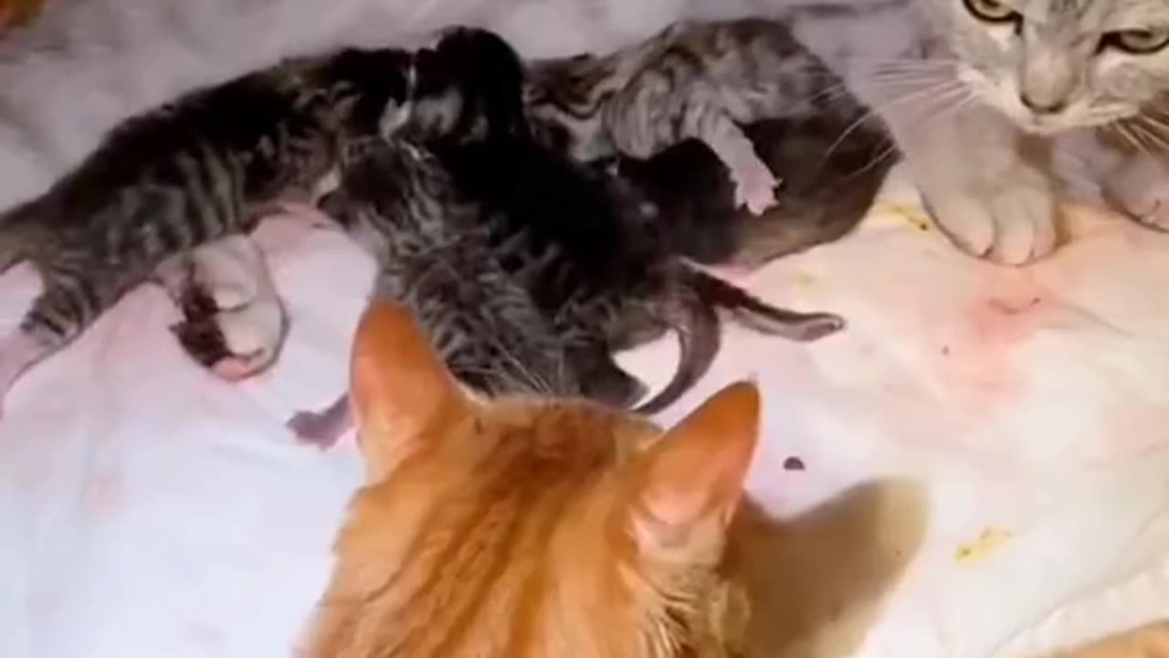 "Nurturing Love: Devoted Parents and their Adorable Kittens"