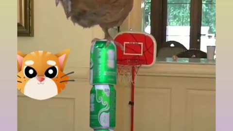 funny cat and hen video 😁