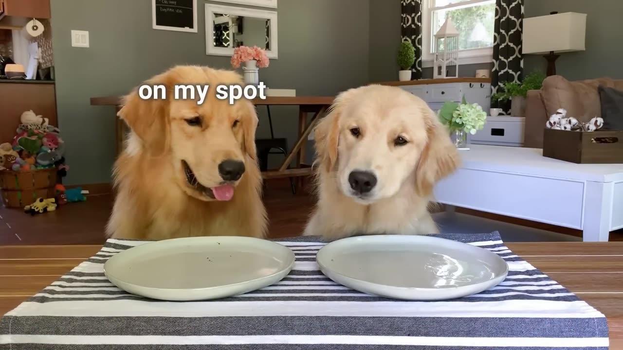 Funny Dogs eating