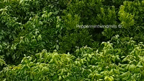 Trees 🌳 on a Windy Day🍃