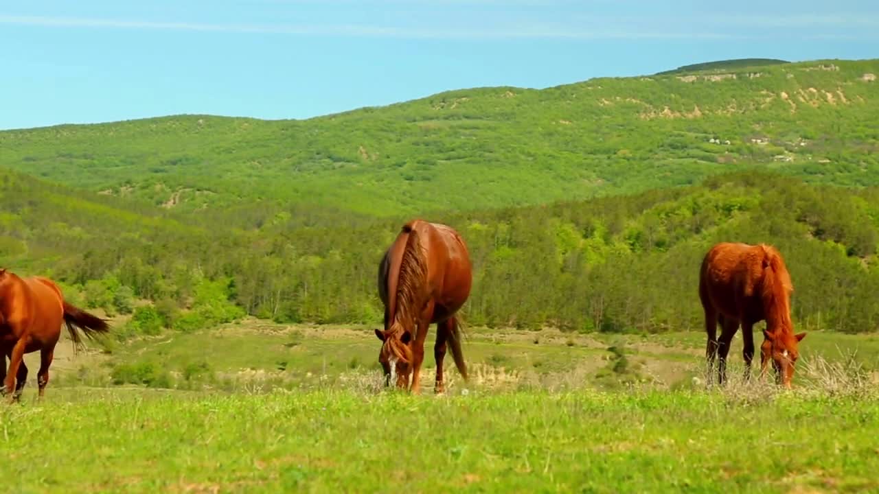 5 MINUTES of BEAUTIFUL THOROUGHBRED HORSES