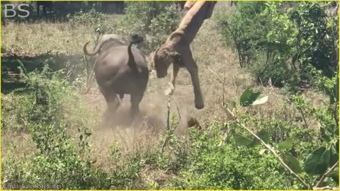 The Greatest Fights In The Animal Kingdom | Lion VS Buffalo