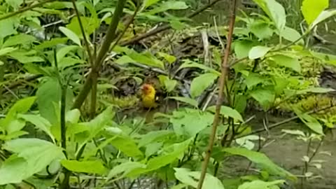 Western Tanager