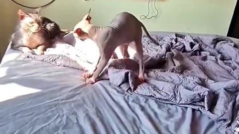 Funny cat and dog