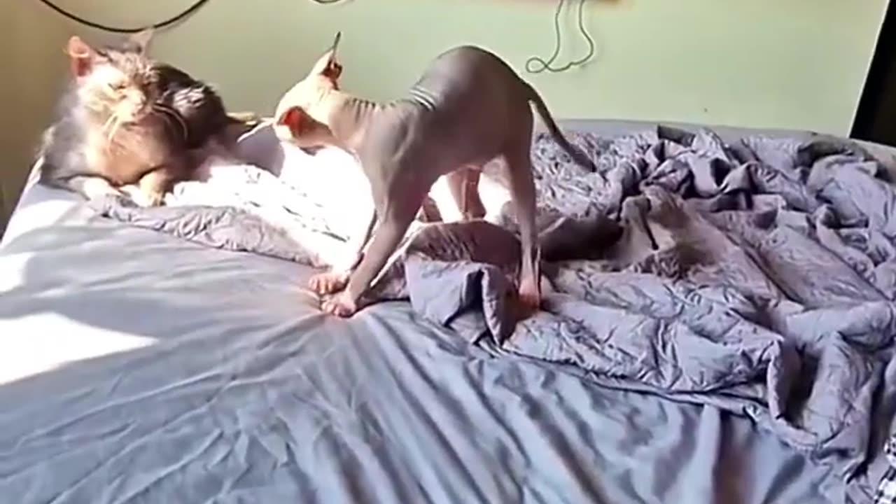 Funny cat and dog