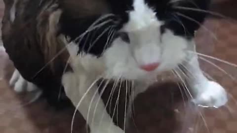 OMG So Cute Cats ♥ Best Funny Cat ❤️🐈Videos 2021 #shorts