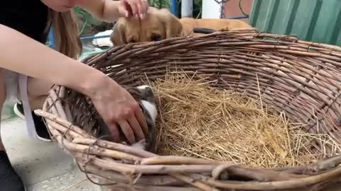 Gentle Golden Retriever Meets A Bunny For The First Time