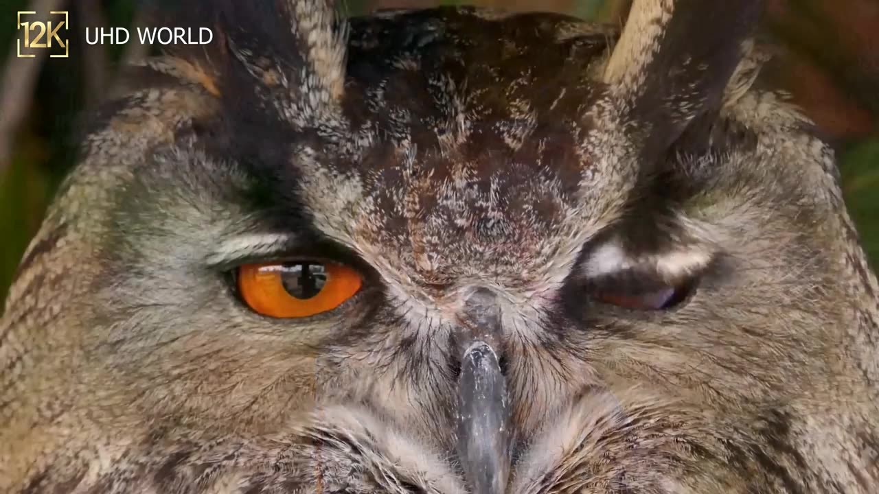 12K HDR 120fps Dolby Vision with Animal Sounds (Colorfully Dynamic)