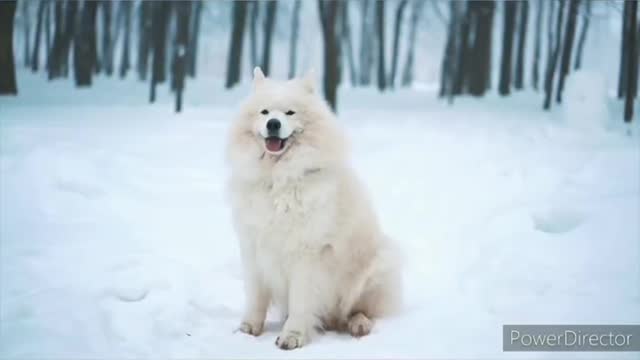 Lovely dogs playing