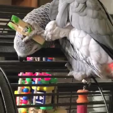 African grey pets himself
