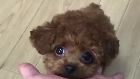 Lovely And Cute Puppy