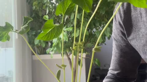 Self watering container - Kia’s Theme - Samuel Kim