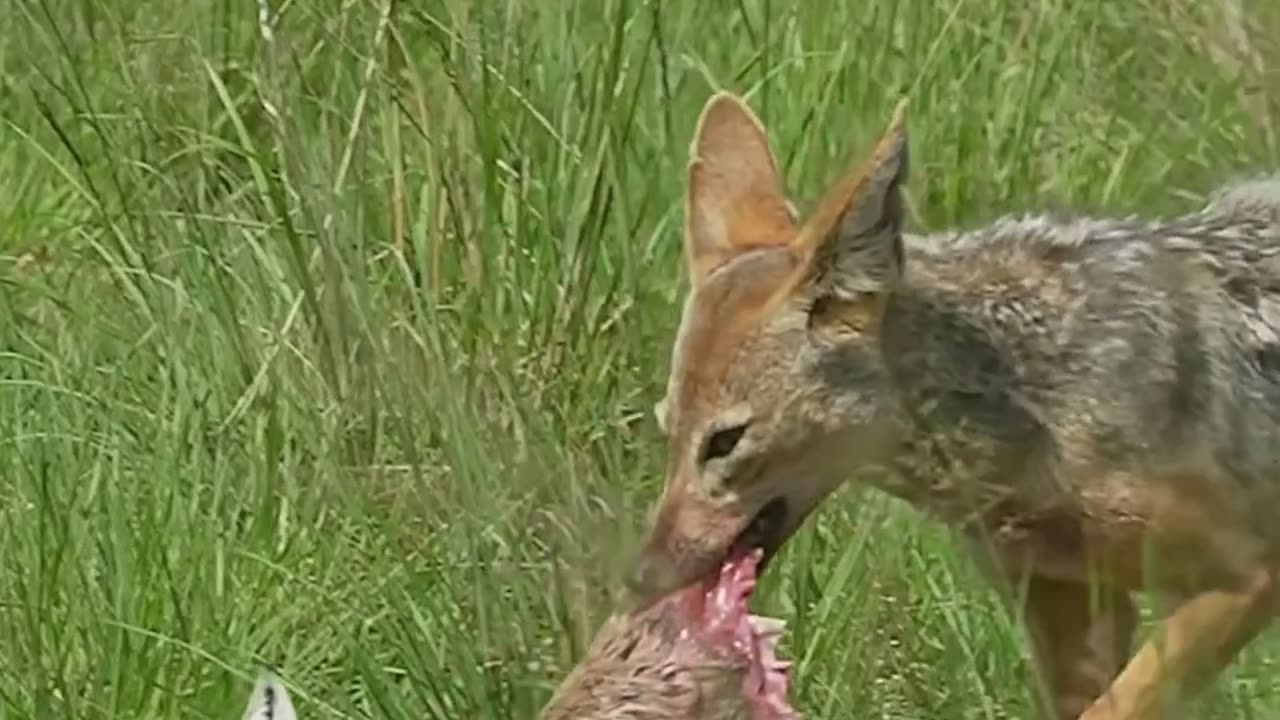 Wild Encounter: Cheetah's Lightning Speed Devours Deer!"