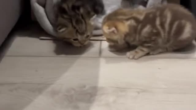 Kittens scatter, mom is in a panic