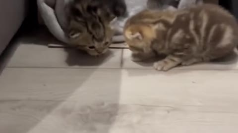 Kittens scatter, mom is in a panic