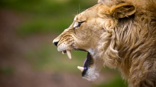 Lion's Roar || Lion's Call
