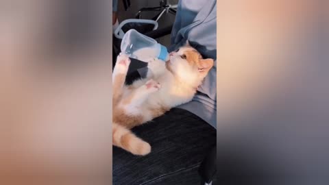 Funny cats