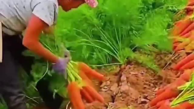 Modern agricultural science, produce abundant carrots