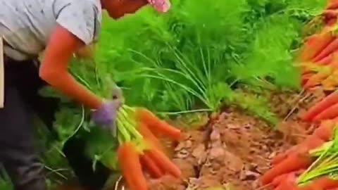 Modern agricultural science, produce abundant carrots