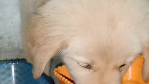 Golden retriever dog eating video