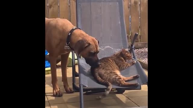 Funniest Dogs And Cats Ever 🐧 - Best Funny Animal Videos Of The 2022 #36