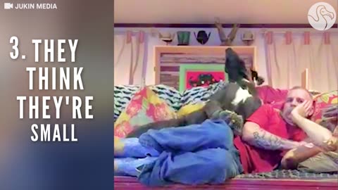Things Big Dog Owners Know