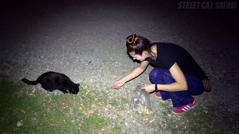 Hungry Night Panthers - Feeding Stray Cats