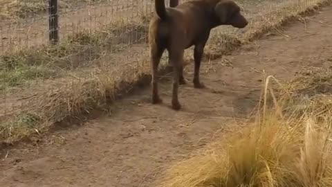 Dog and line friendship