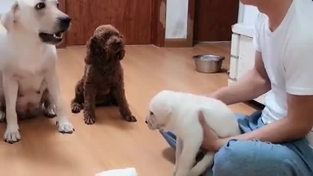 You will get stomach Ache from laughing so hard 🐕 funny dog video