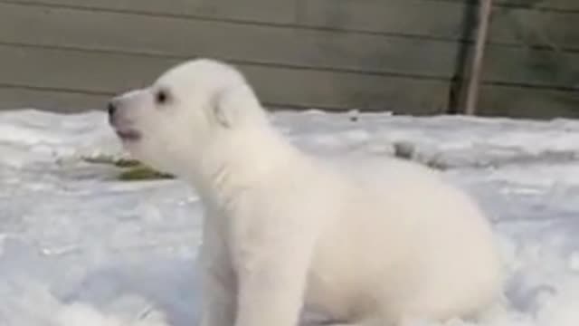 Bear