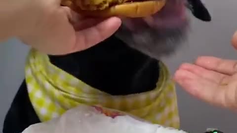 Dog eat so cute #SHORTS #CUTEANIMALS #VIRAL