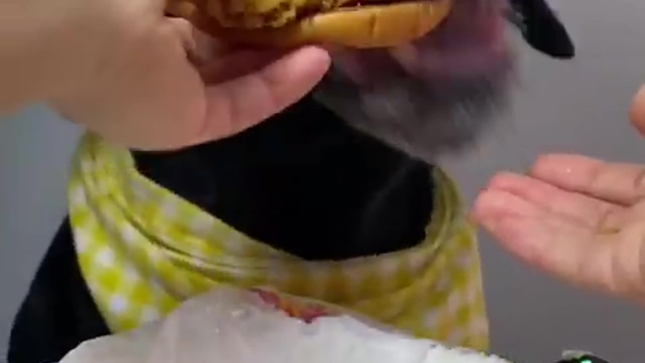 Dog eat so cute #SHORTS #CUTEANIMALS #VIRAL