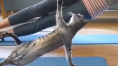 Yoga cat