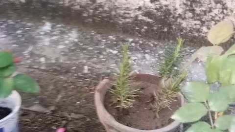 How To Care Rose Plant Cutting in English 🌱🌿🌸 | How To Grow Rosemary