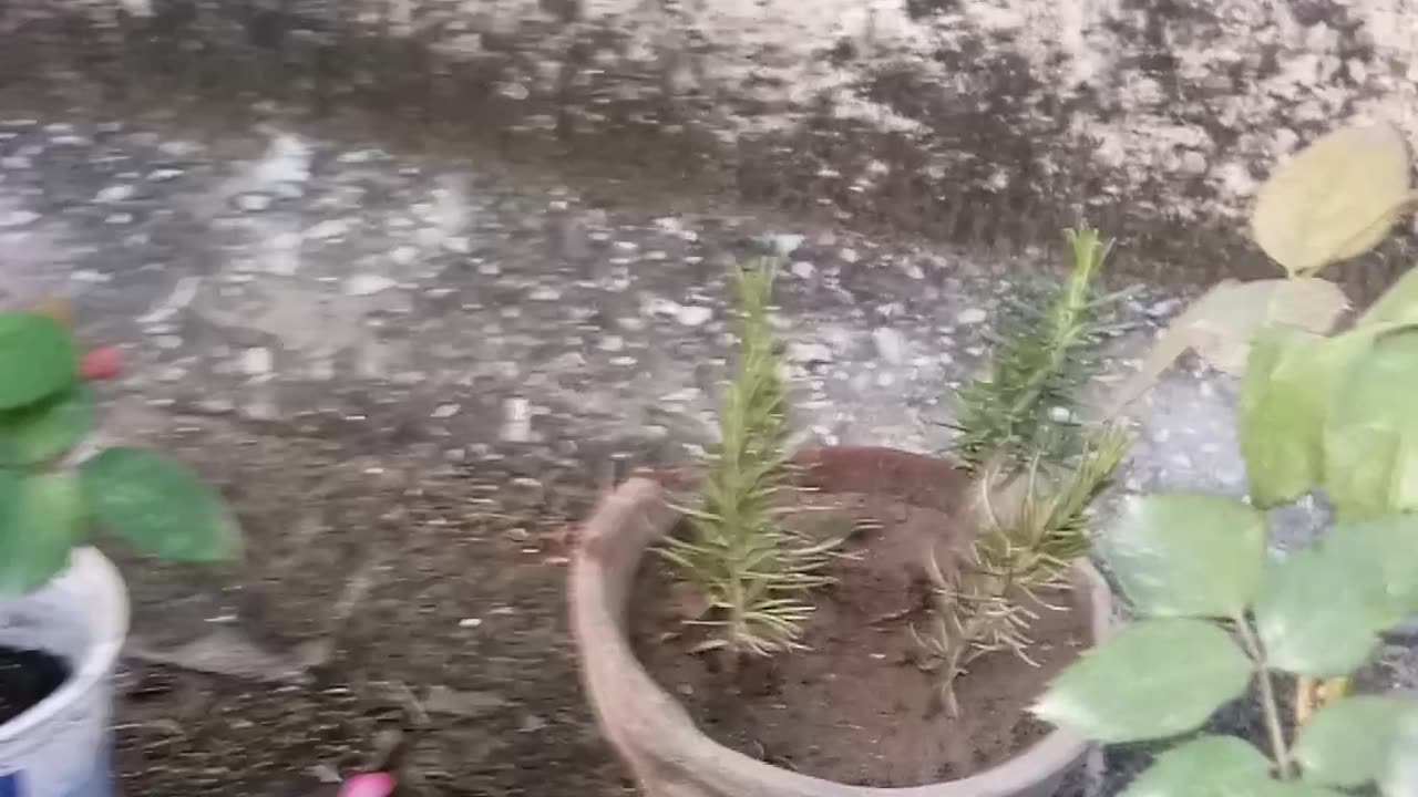 How To Care Rose Plant Cutting in English π±πΏπΈ | How To Grow Rosemary