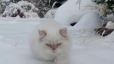 Himalayan Persian Kitten Walks in Snow for the First Time!