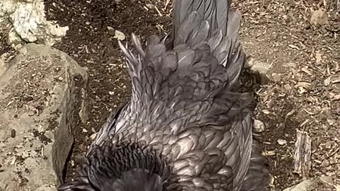 The Favaucana