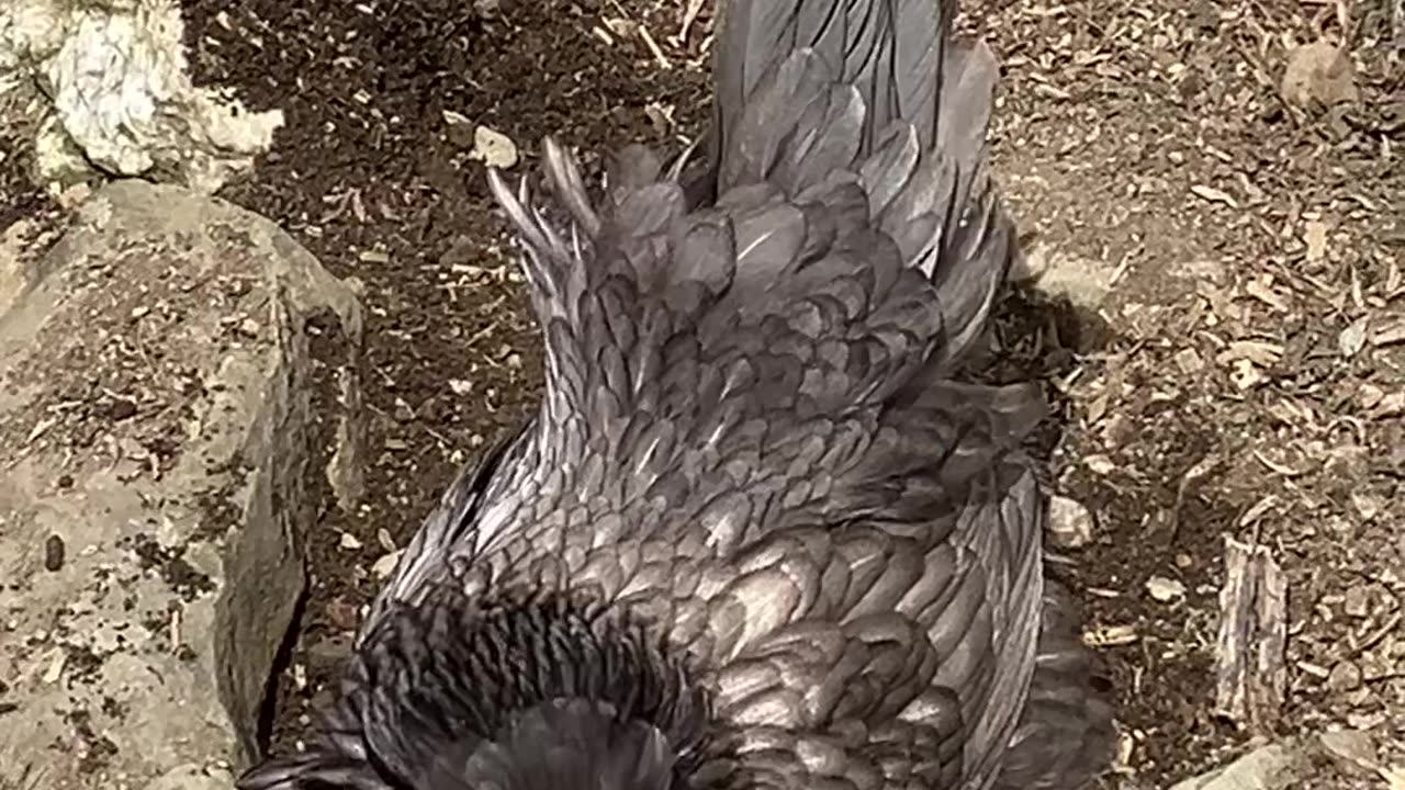 The Favaucana