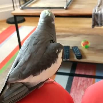 Cocktail bird dances to the words of its owner
